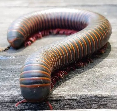(3) Captive-Bred Baby Giant American Pink-foot Millipedes