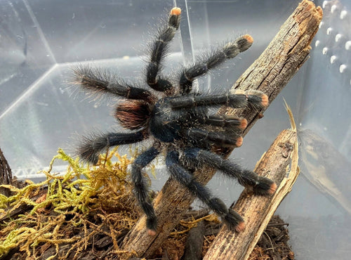 Sub-Adult Guyana Pink Toe Tarantula (Avicularia avicularia) [3-4” Inches]