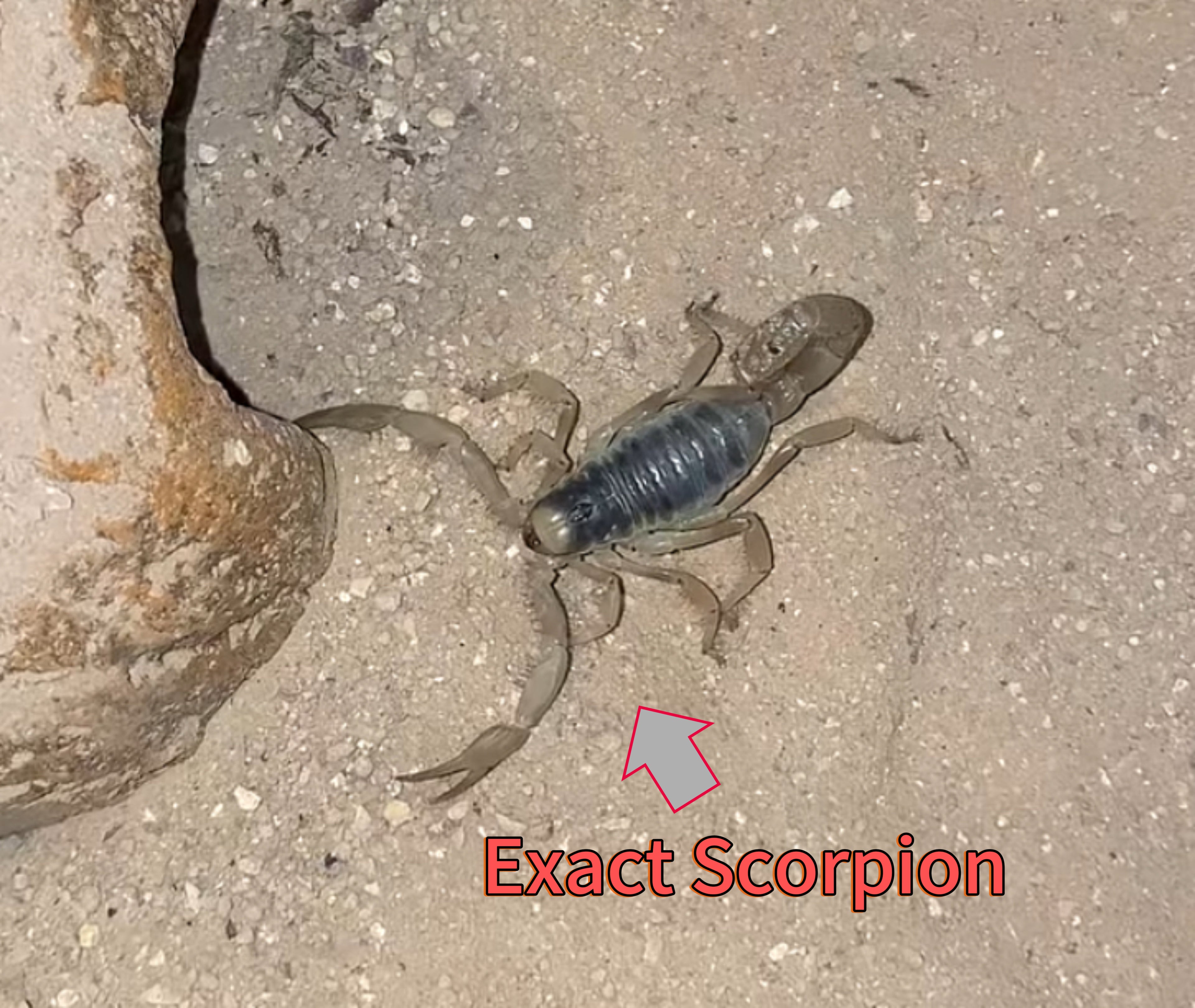 Sub-Adult Giant Desert Hairy Scorpion (Hadrurus arizonensis) [3+ Inches]