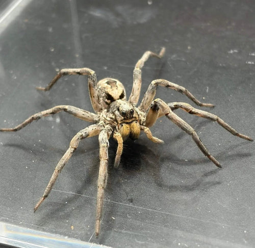 Adult Female Carolina Wolf Spider (Hogna carolinensis)