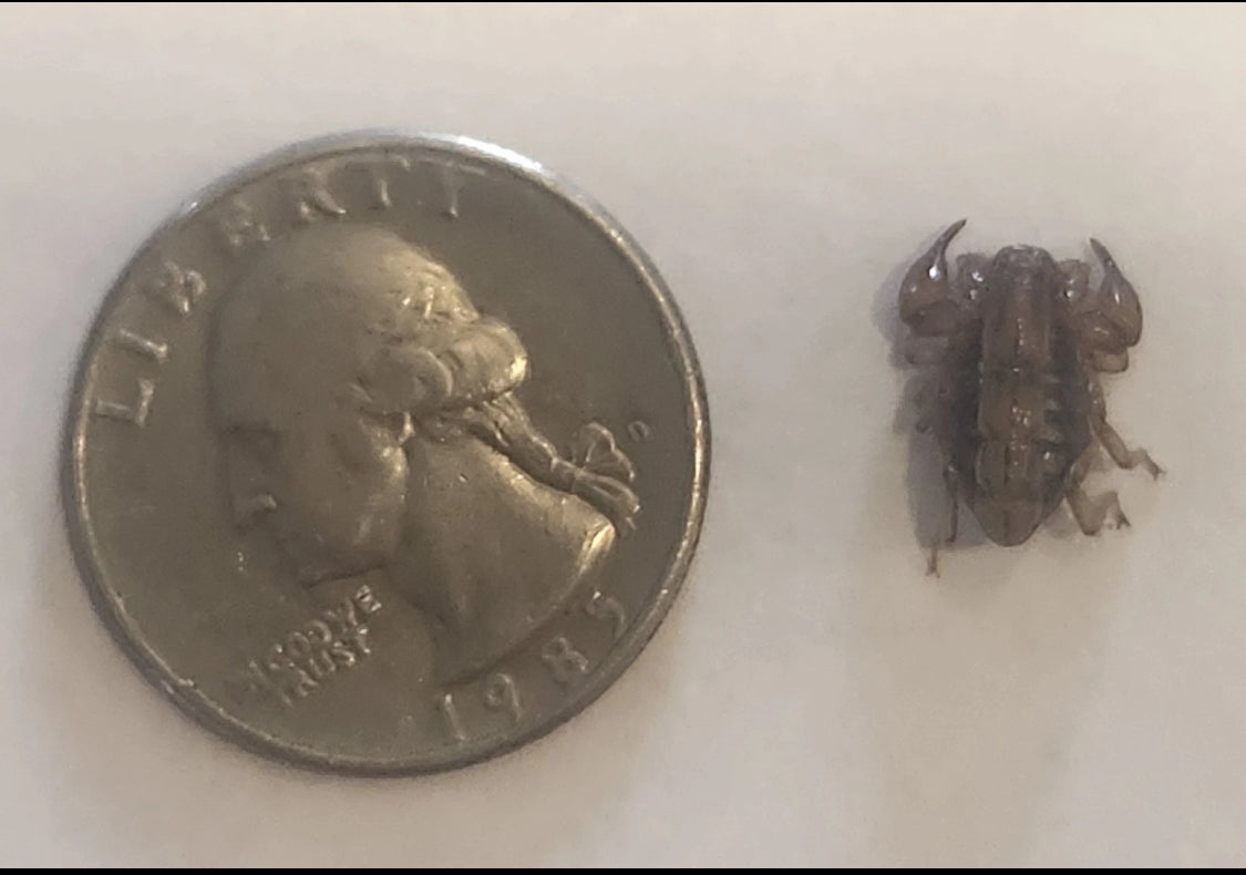 *RARE* Captive Bred Superstition Mountain Scorpion (Superstitionia donensis) [½-1” Inch]