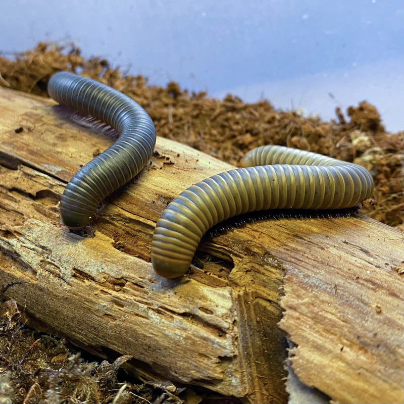Juvenile Ghost Smokey Oak Millepede (Narceus gordanus)