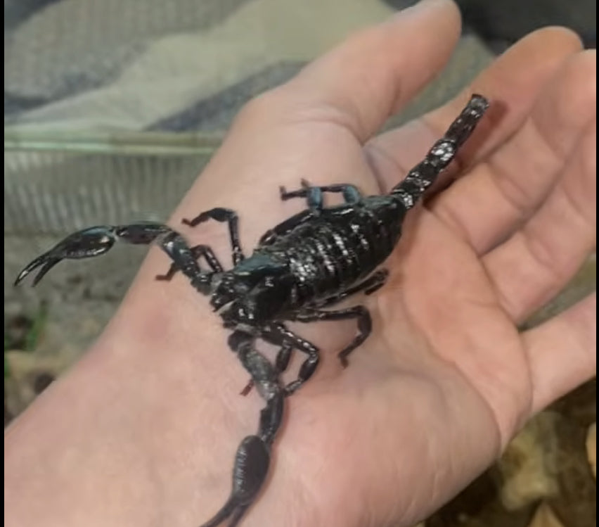 Female Sub-Adult Emperor Scorpion (Pandinus imperator) {4”+ Inches}