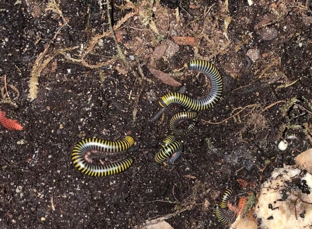 Bumblebee Millepede (Anadenobolus monilicornis)