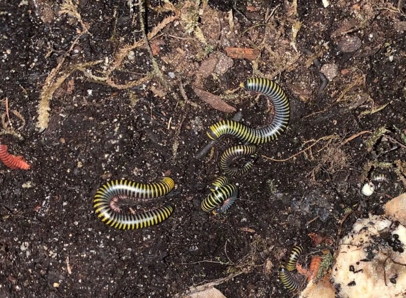Bumblebee Millepede (Anadenobolus monilicornis)