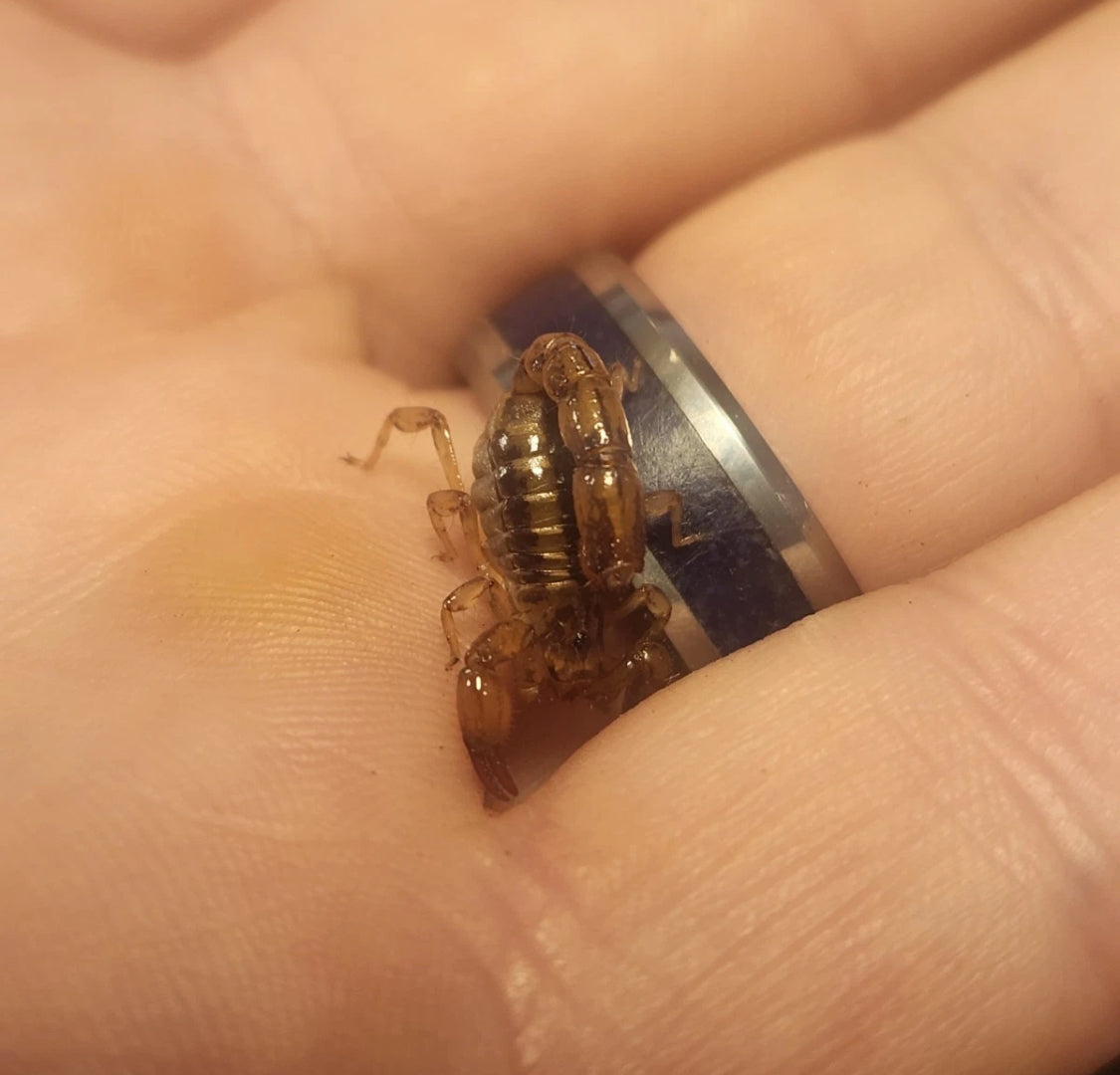 *RARE* Captive Bred Superstition Mountain Scorpion (Superstitionia donensis) [½-1” Inch]