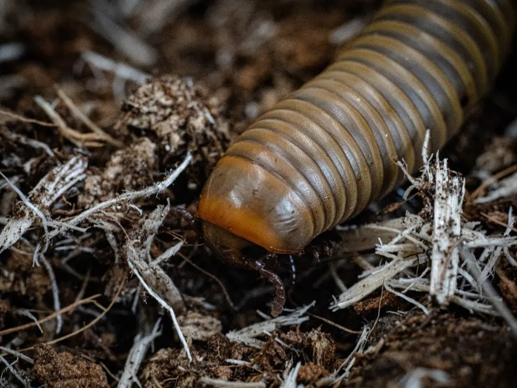 Juvenile Ghost Smokey Oak Millepede (Narceus gordanus)