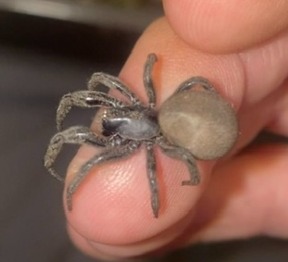 Arizona Black Hole Spider (Kukulcania arizonica) {1-1.5” Inches}