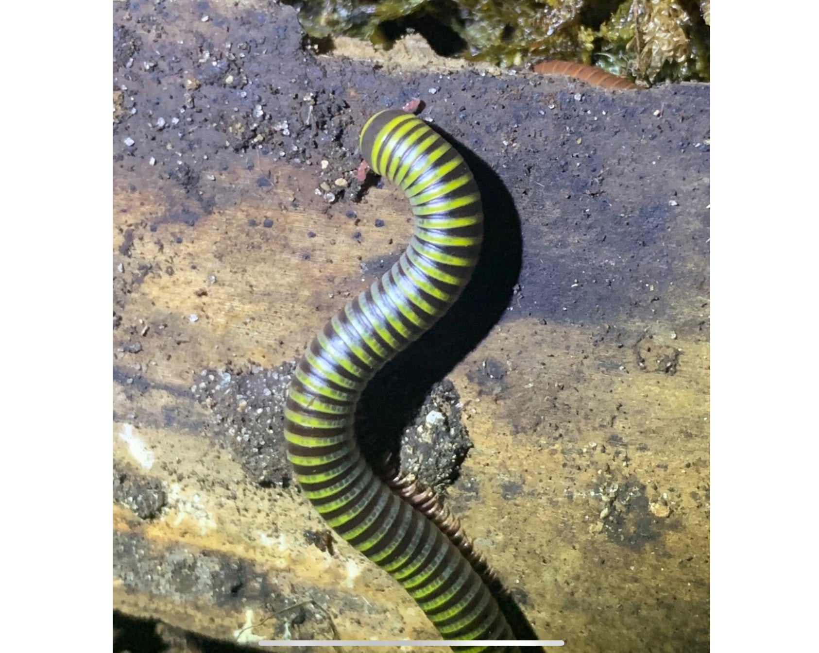 Bumblebee Millepede (Anadenobolus monilicornis)