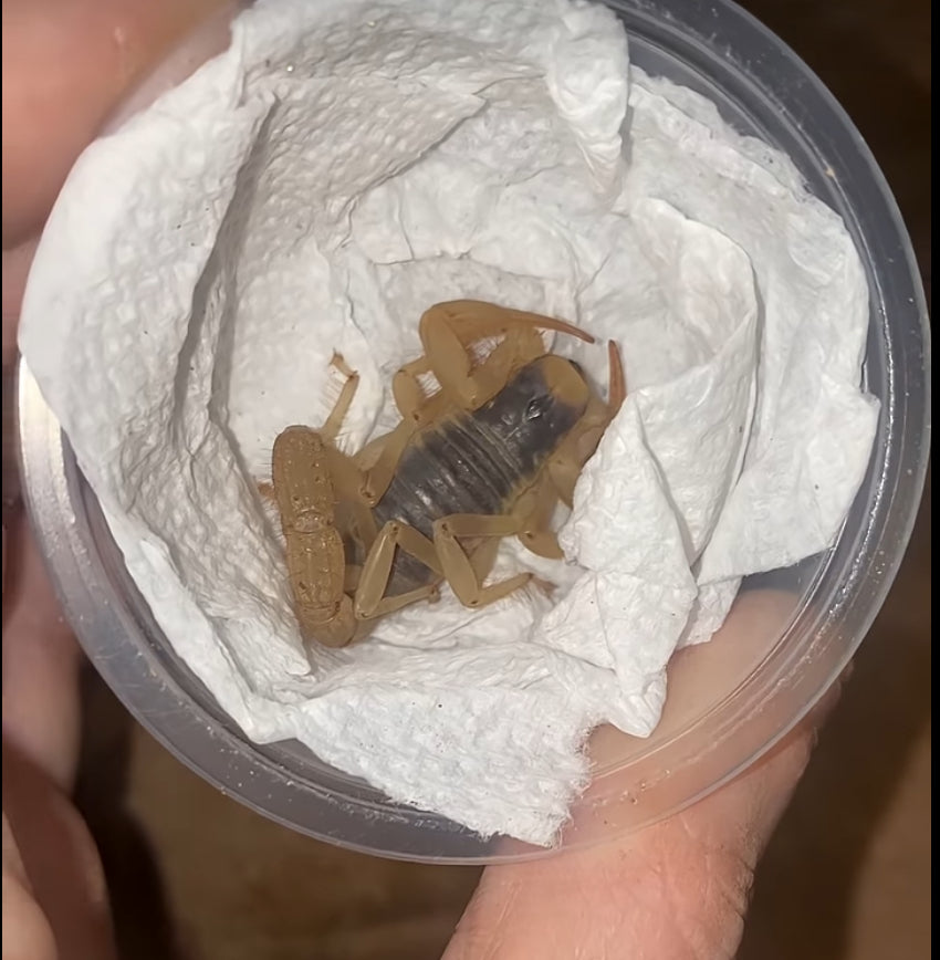 Sub-Adult Giant Desert Hairy Scorpion (Hadrurus arizonensis) [3+ Inches]