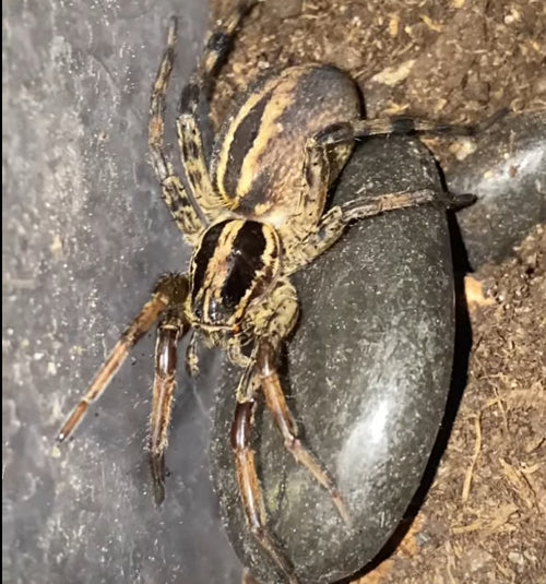Adult Female Rabid Wolf Spider (Rabidosa radbida)