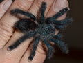 Sub-Adult Guyana Pink Toe Tarantula (Avicularia avicularia) [3-4” Inches]