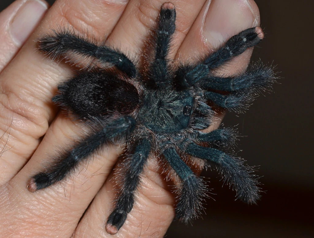 Sub-Adult Guyana Pink Toe Tarantula (Avicularia avicularia) [3-4” Inches]