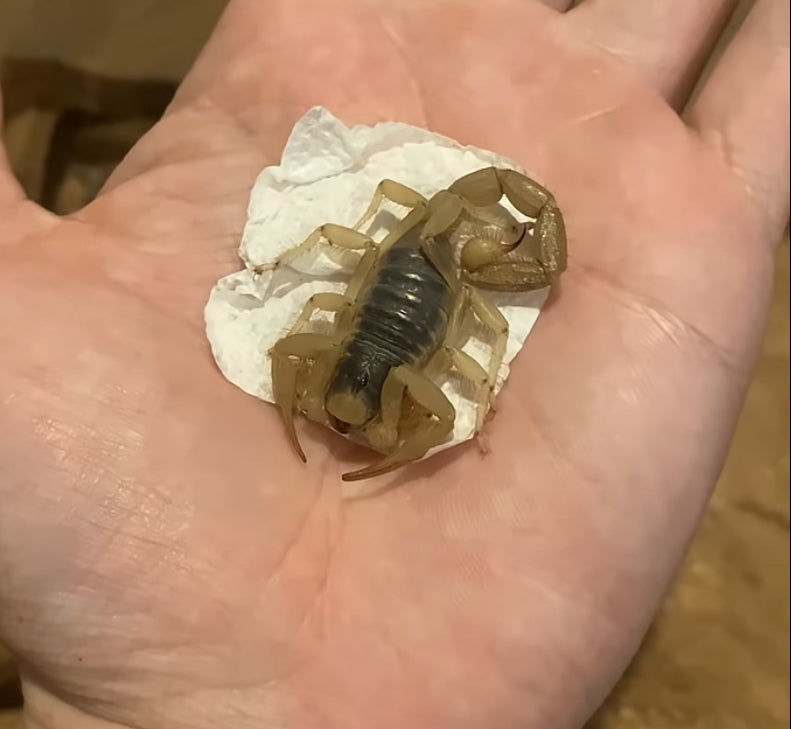 Sub-Adult Giant Desert Hairy Scorpion (Hadrurus arizonensis) [3+ Inches]