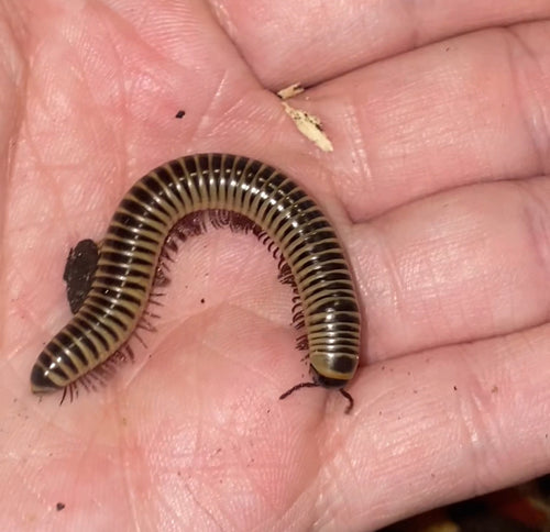 (2) Florida Purple Ivory Millipede (Chicobolus spinigerus)