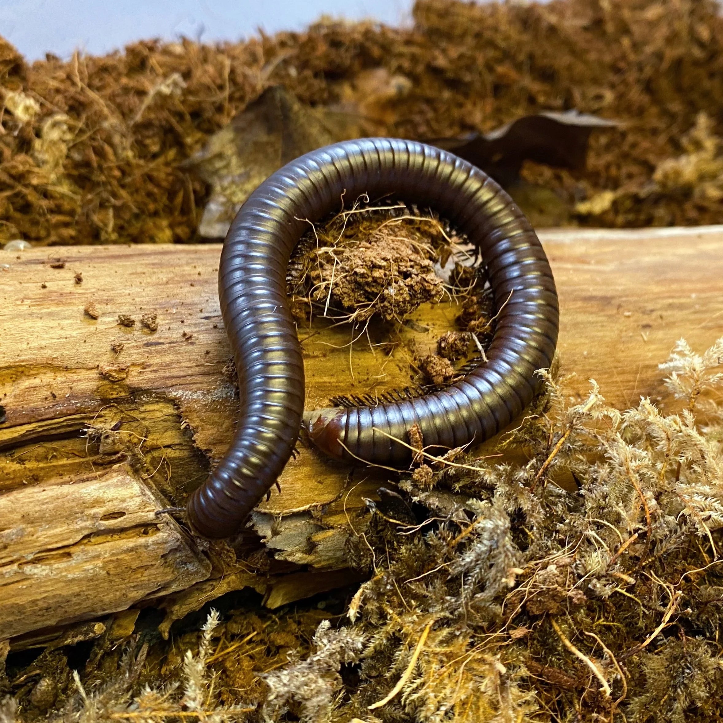 Giant Desert Chocolate Millipede (Orthoporus ornatus) [3-6+ Inches]