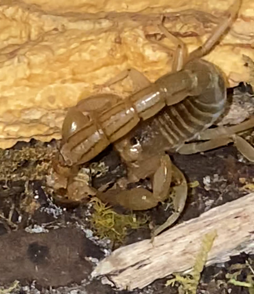 Sub-Adult Stripe-Tail Devil Scorpion