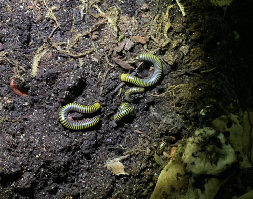 Bumblebee Millepede (Anadenobolus monilicornis)