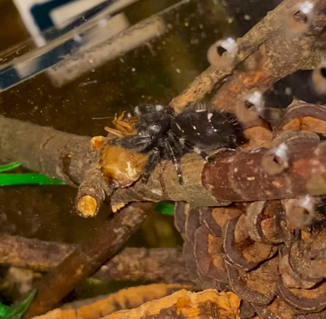 Captive Bred Bold Panda Jumping Spider (Phidippus audax)