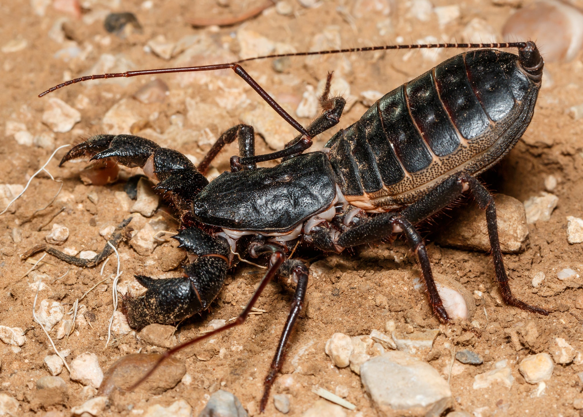 Captive Bred Juvenile Giant Vinegaroon (Mastigoproctus giganteus) [1-1½]
