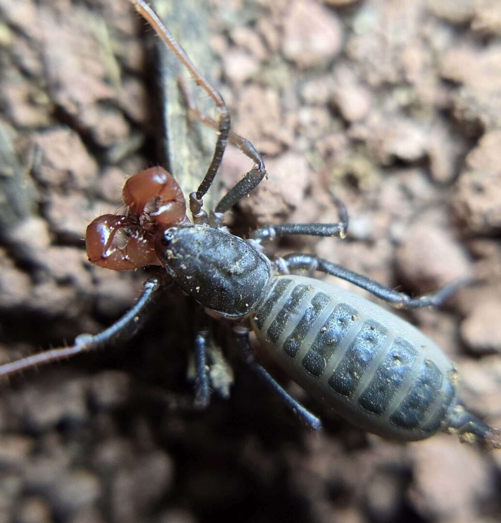 Captive-Bred Baby Giant Vinegaroon (Mastigoproctus giganteus) [1-1.5” Inches]