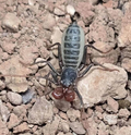 Captive-Bred Baby Giant Vinegaroon (Mastigoproctus giganteus) [1-1.5” Inches]